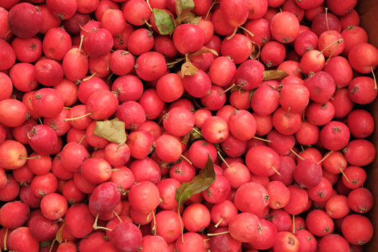 Gelée Pommette et basilic